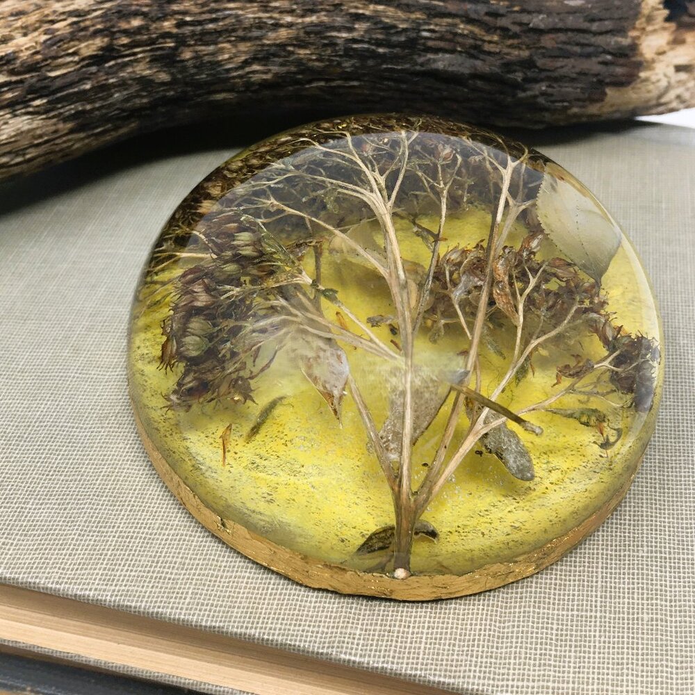 Handmade Resin Gold Edge Paperweight Round Botanical Spiraea Specimen